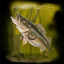 %_tempFileNameD-4051-Walleye-Swim%